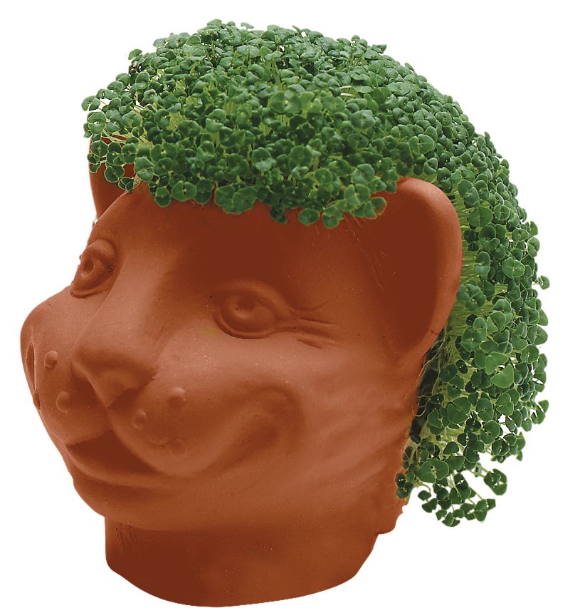 Chia Pet Walmart.ca