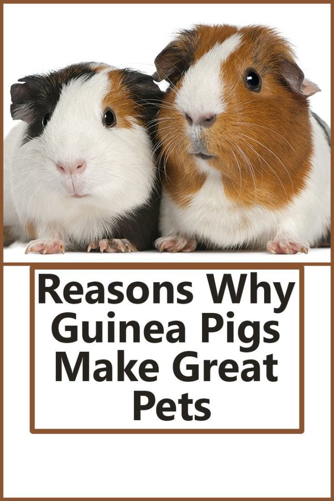 How Much Is A Pet Guinea Pig