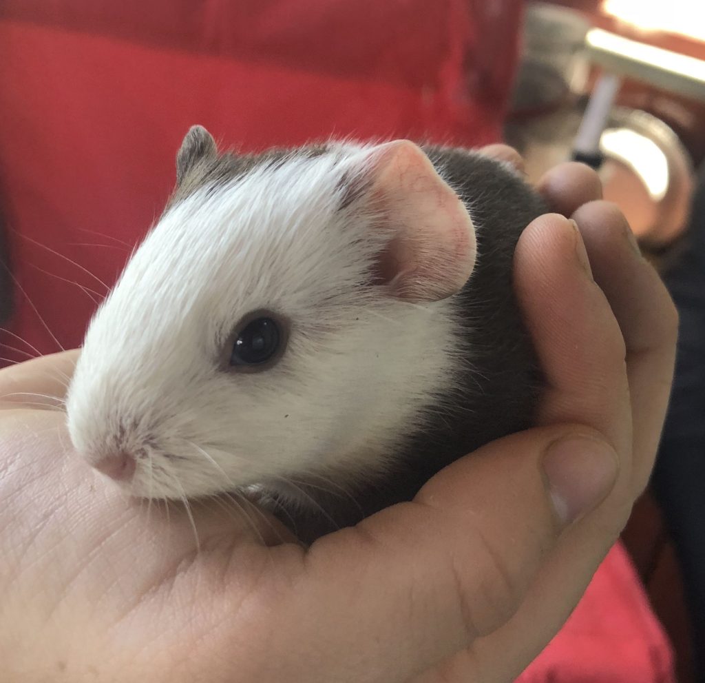 Pet Guinea Pigs For Sale Near Me