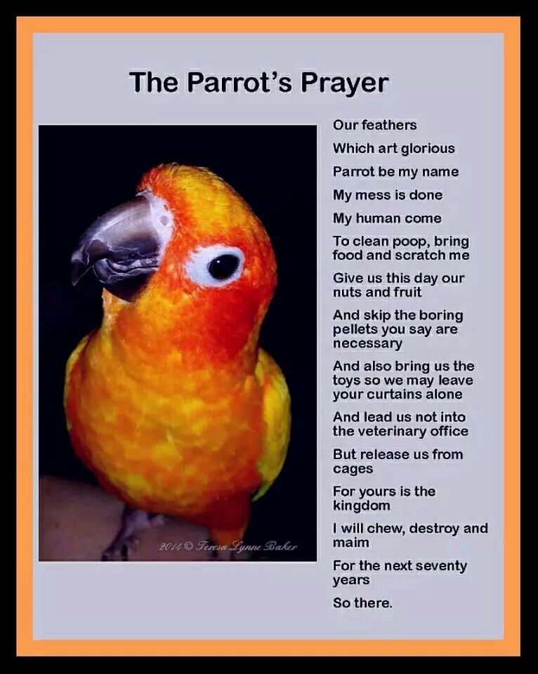 Prayer For Loss Of Pet Bird