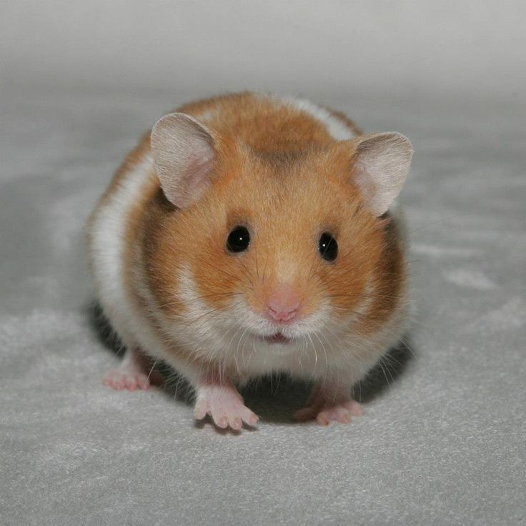 How Long Do Teddy Bear Hamsters Live As Pets