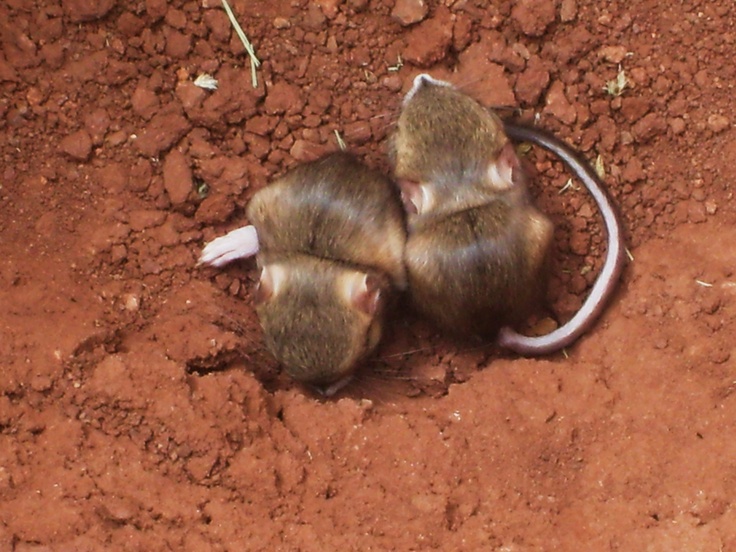 Kangaroo Rat Pet Price