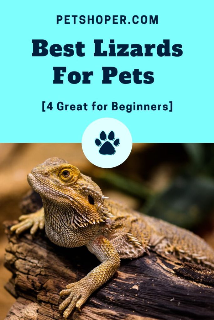 Pet Lizards For Beginners Australia