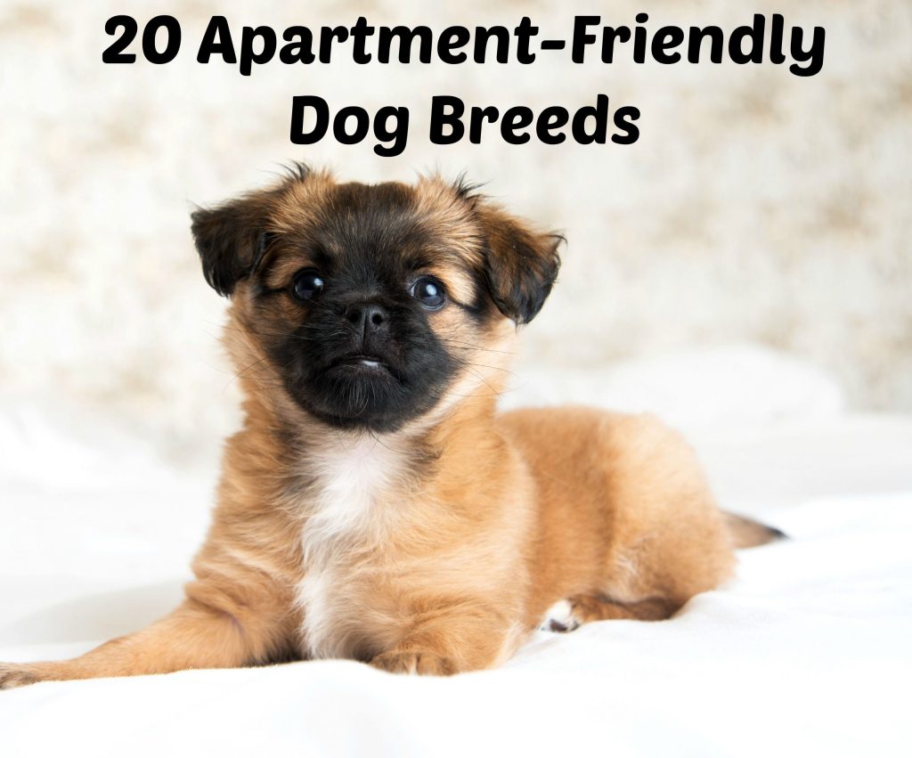 Best Dog Pets For Apartments