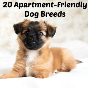 Best Dog Pets For Apartments