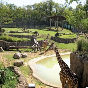 Petting Zoo Dallas Fort Worth