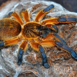 Pet Tarantula For Sale Sydney