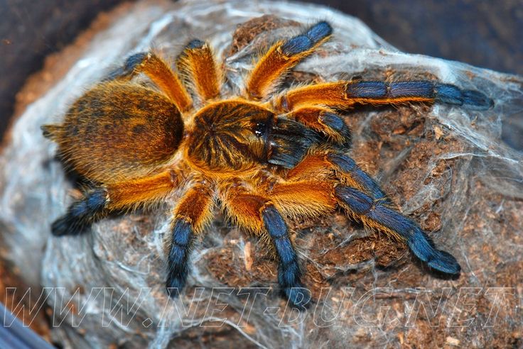 Pet Tarantula For Sale Sydney