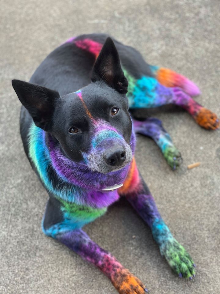 Pet Safe Dye Dogs