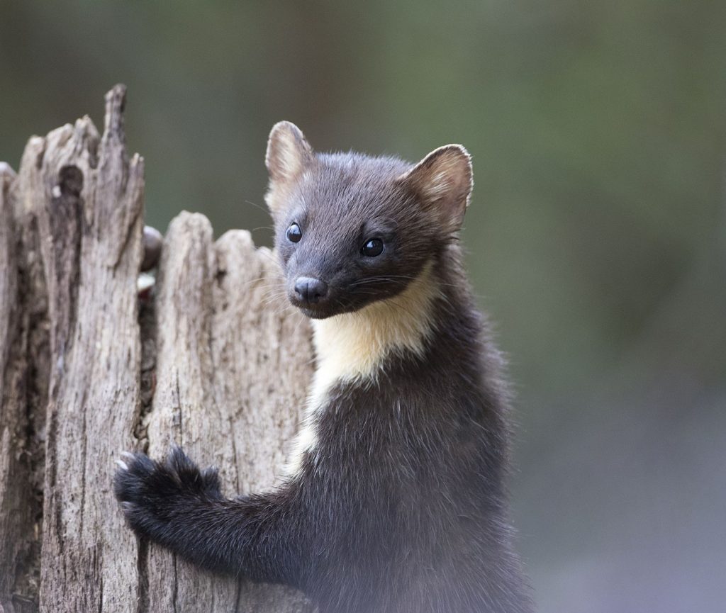 Pine Marten Pet Uk