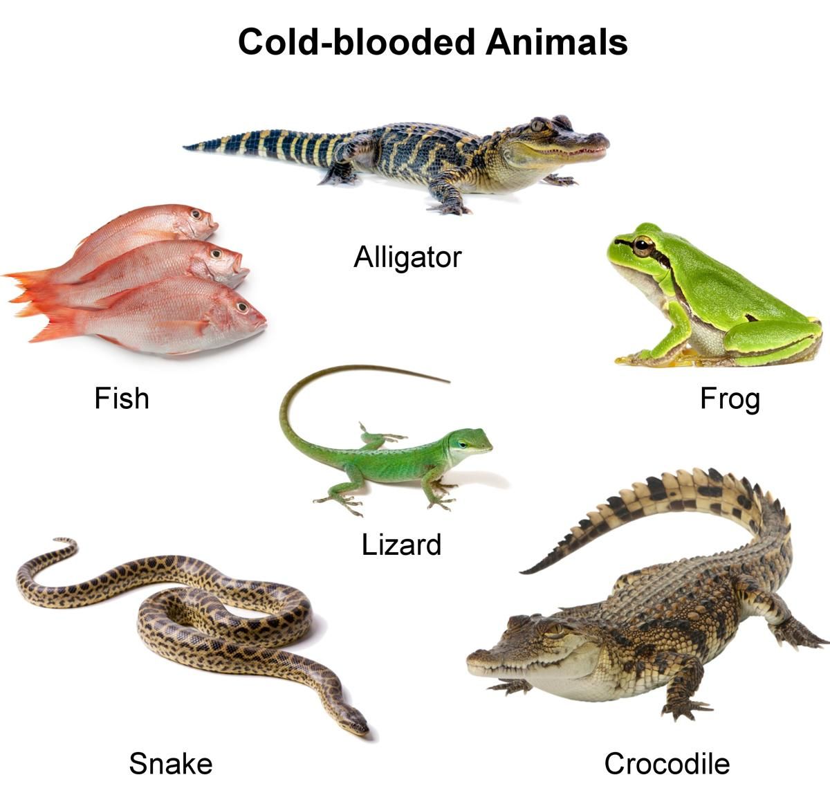 Cold Blooded Animals List Petspare