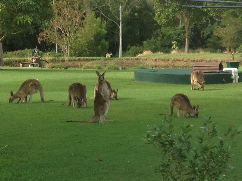 Pets In The Park Caboolture