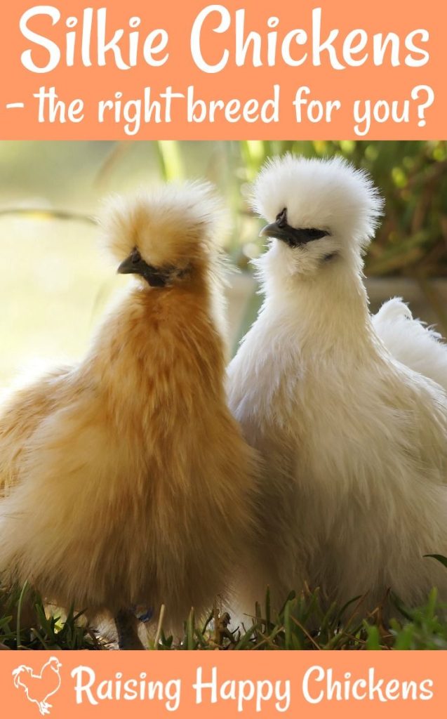 Silkie Chicken Pet Price