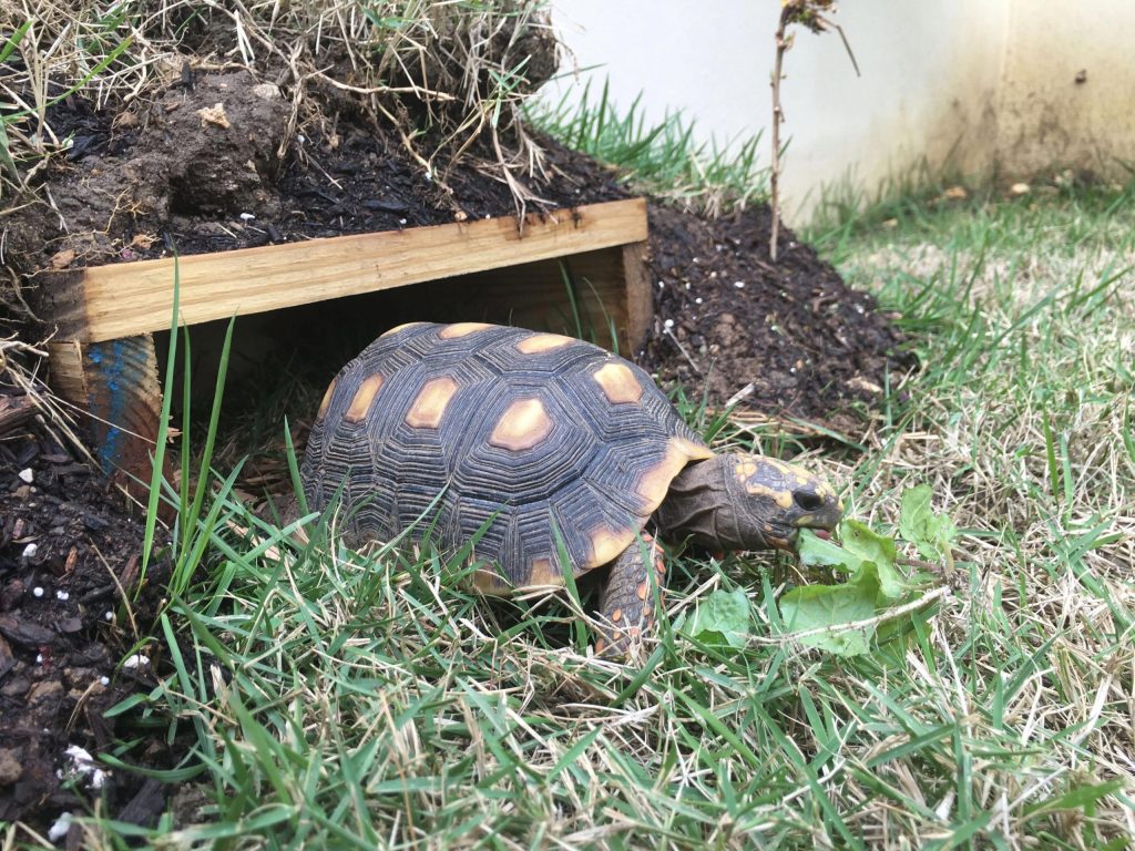 How Long Do Pet Box Turtles Live