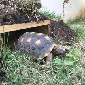 How Long Do Pet Box Turtles Live