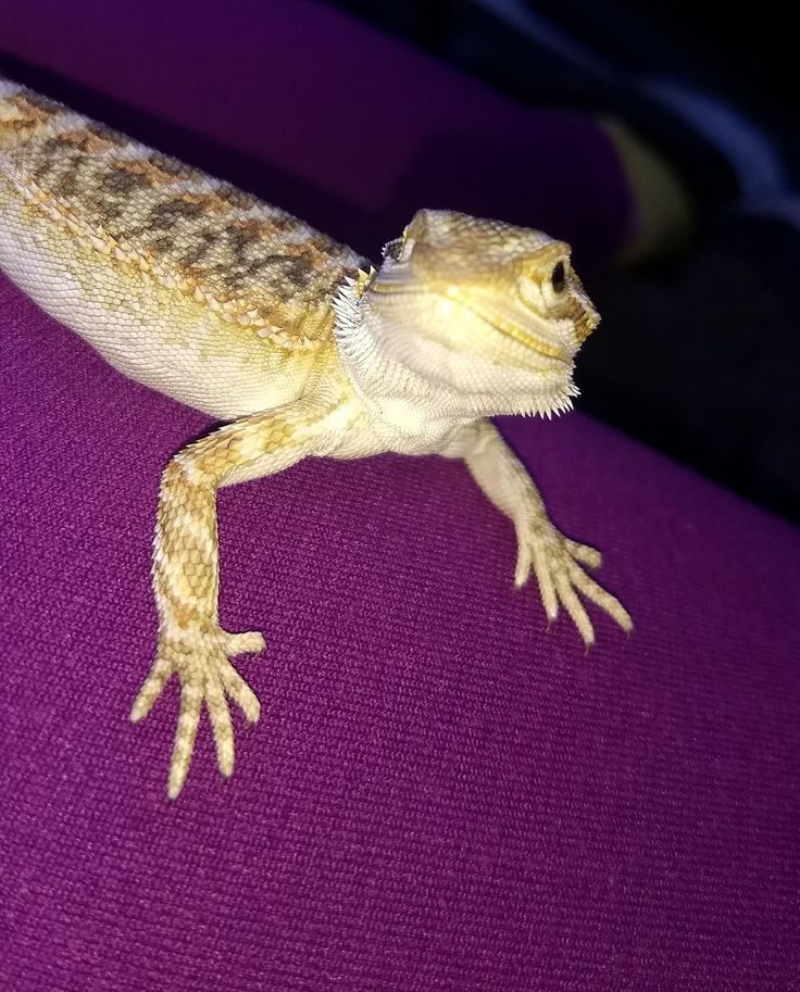 Are Bearded Dragons Good First Pets