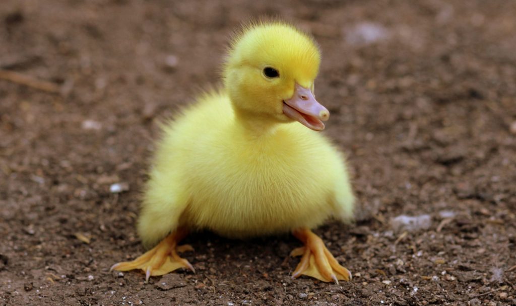 Baby Duck Pet Store