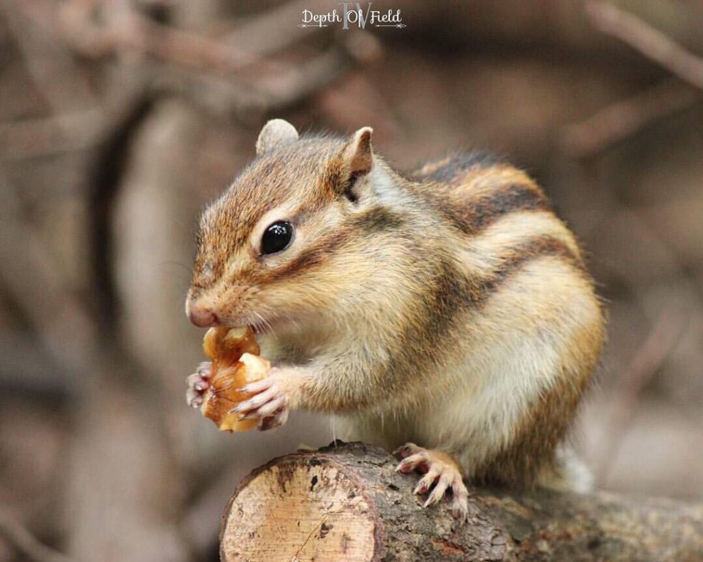 Pet Squirrel For Sale Australia