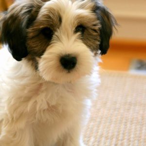 Best Pets For Apartments Australia