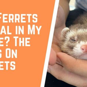 Ferrets Legal Pets In California