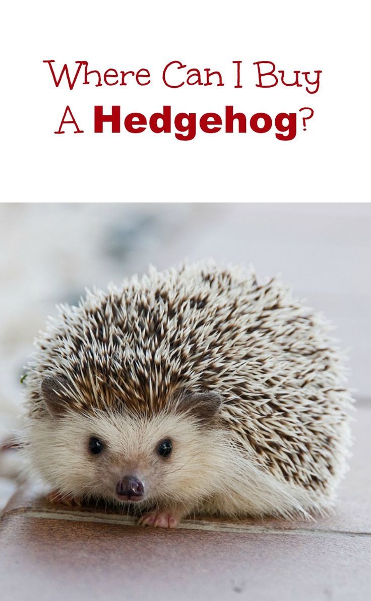 Hedgehog Pet For Sale Petsmart post thumbnail image