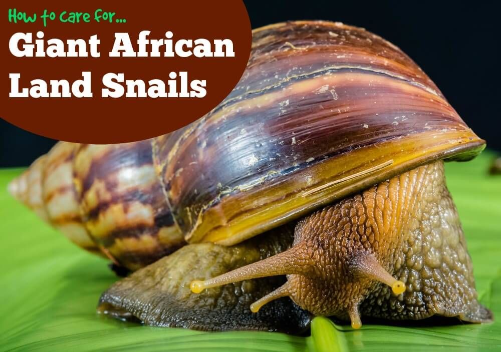 Giant Snail Pet Care post thumbnail image