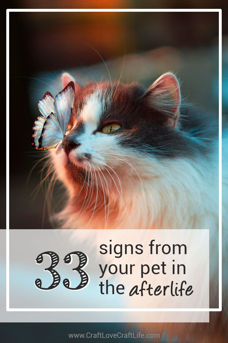 Signs From Pets In The Afterlife Book post thumbnail image