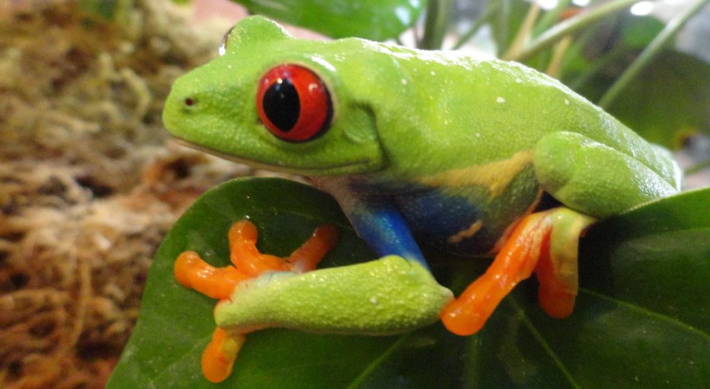 Red Eyed Tree Frog Pet Store