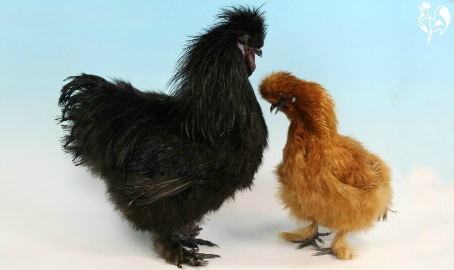 Best Chickens For Pets Uk