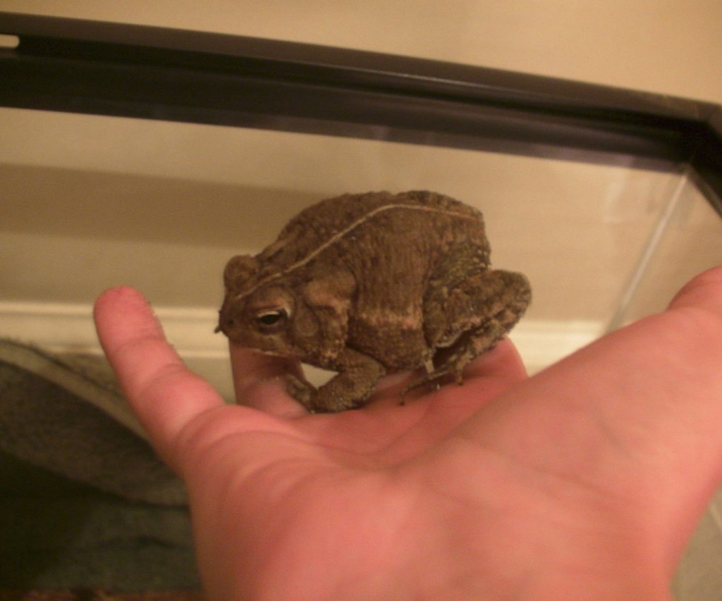 What Types Of Pet Frogs Can You Hold