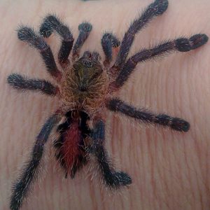 Pet Tarantula For Sale Australia