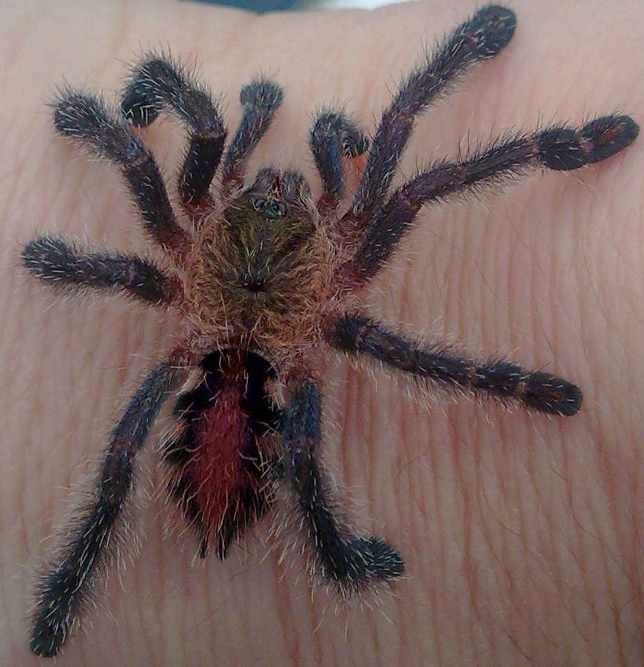 Pet Tarantula For Sale Australia