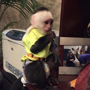 Where Can I Buy A Pet Monkey In The Uk