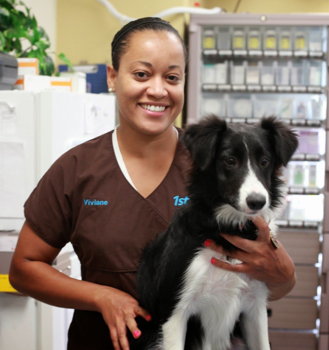 St Pet Veterinary Centers Mesa Petspare