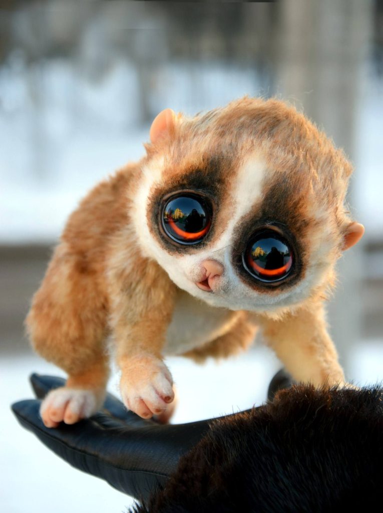 Slow Loris Pet Uk