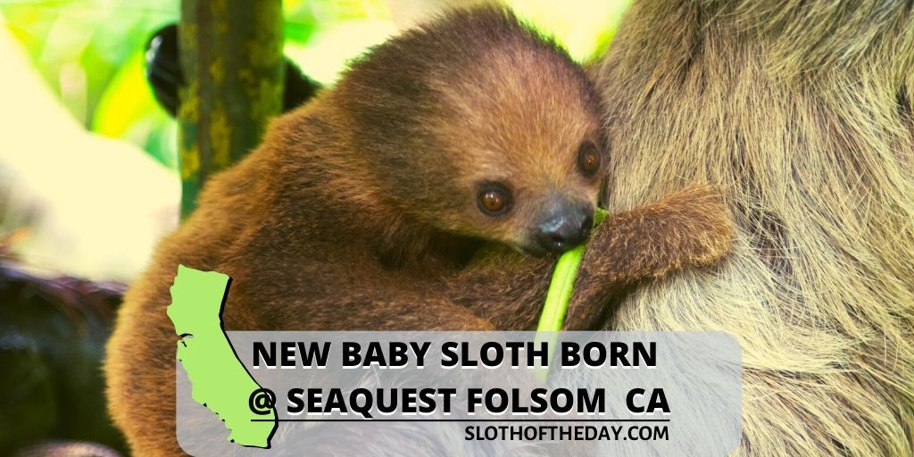 Can You Have A Sloth As A Pet In California