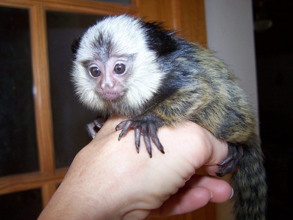 Marmoset Monkey Pet For Sale