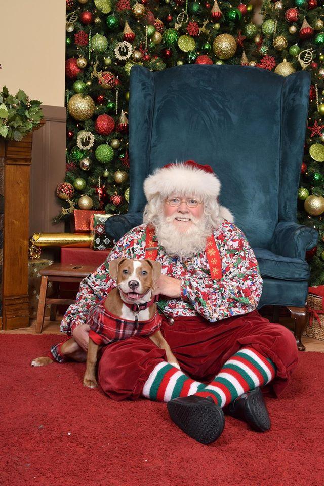 📸 Capture Pawsome Holiday Memories: Find Dog Christmas Photoshoot Near You