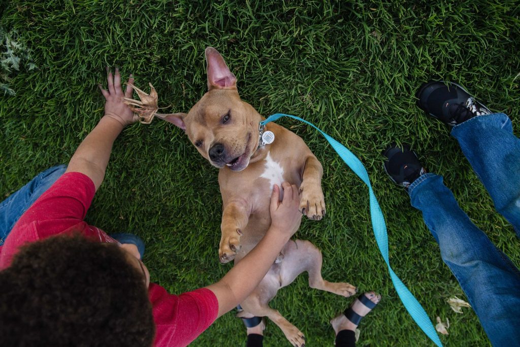 pet adoption org nyt