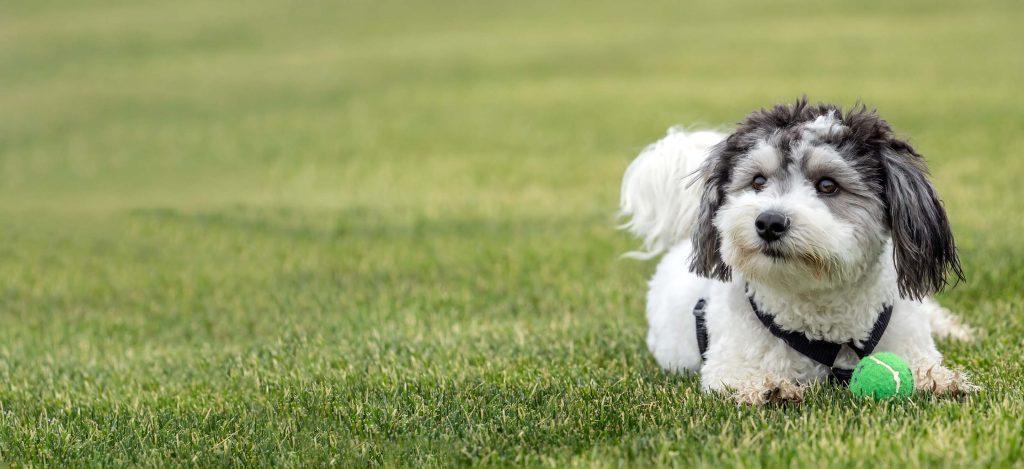 havanese adoption