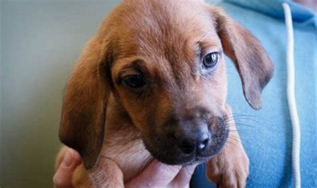 animal allies humane society adoption