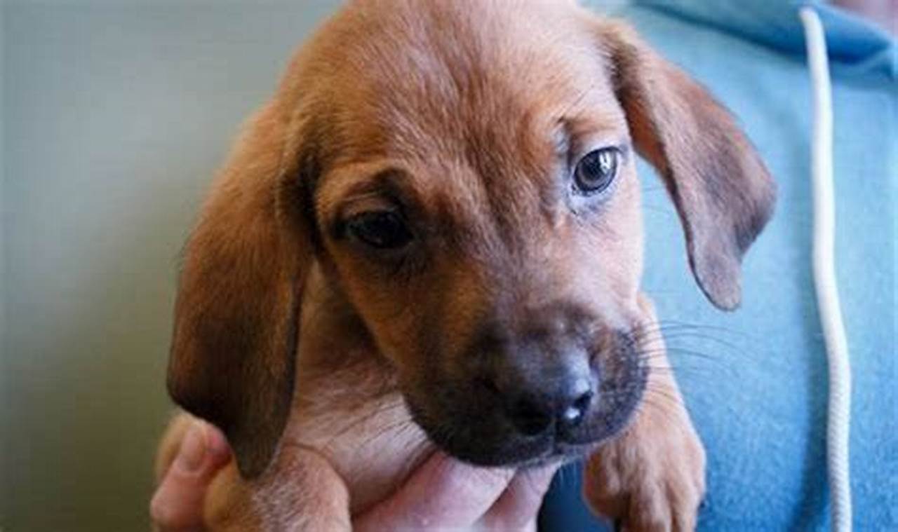 animal allies humane society adoption