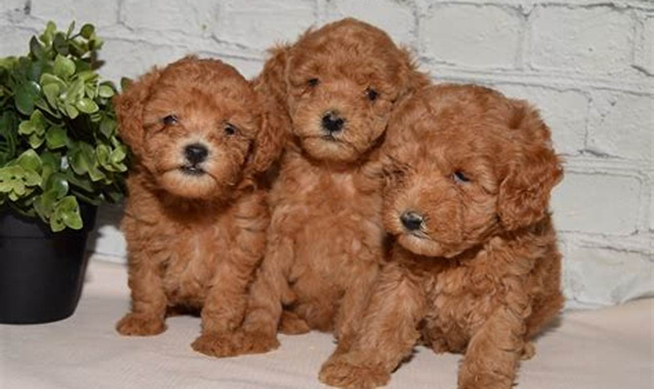 miniature poodles for adoption