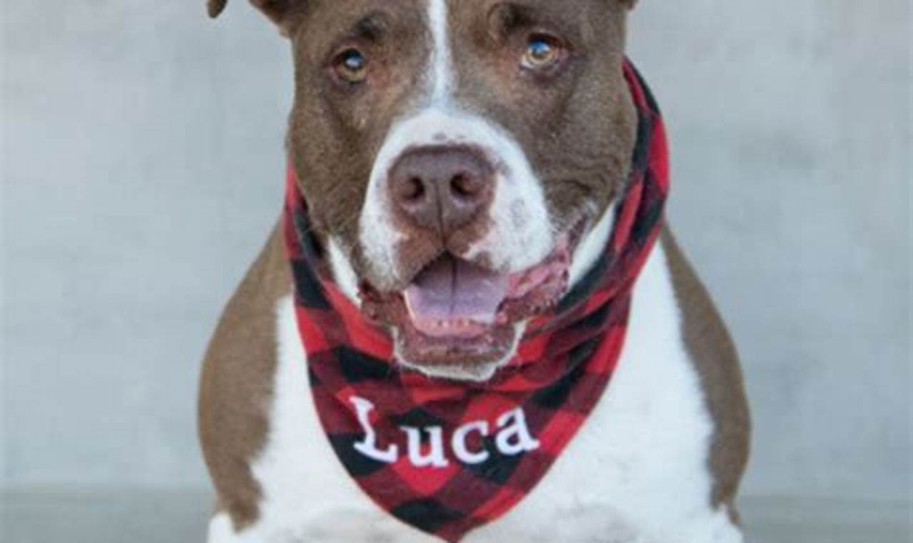 longmont humane society adoption