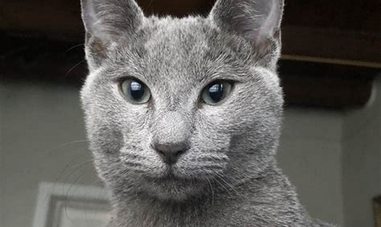 russian blue cats for adoption