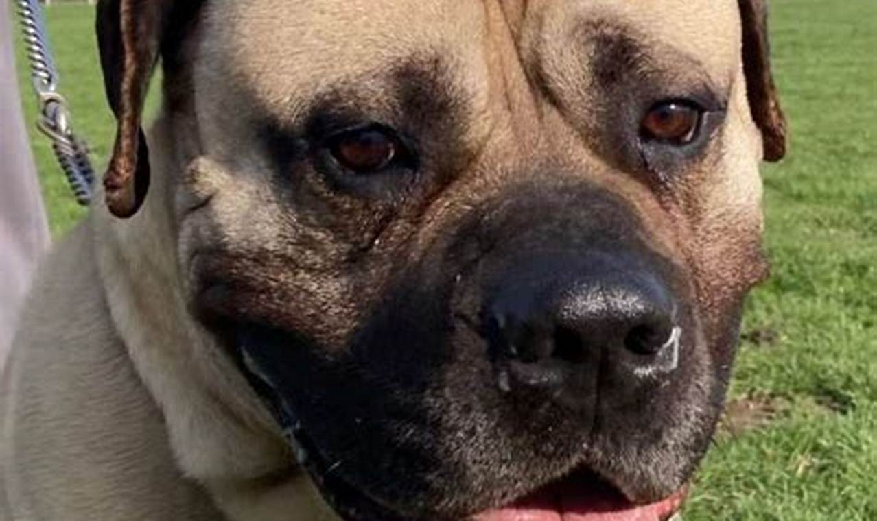 mastiff adoption