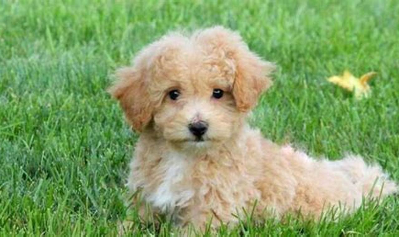 miniature poodle adoption