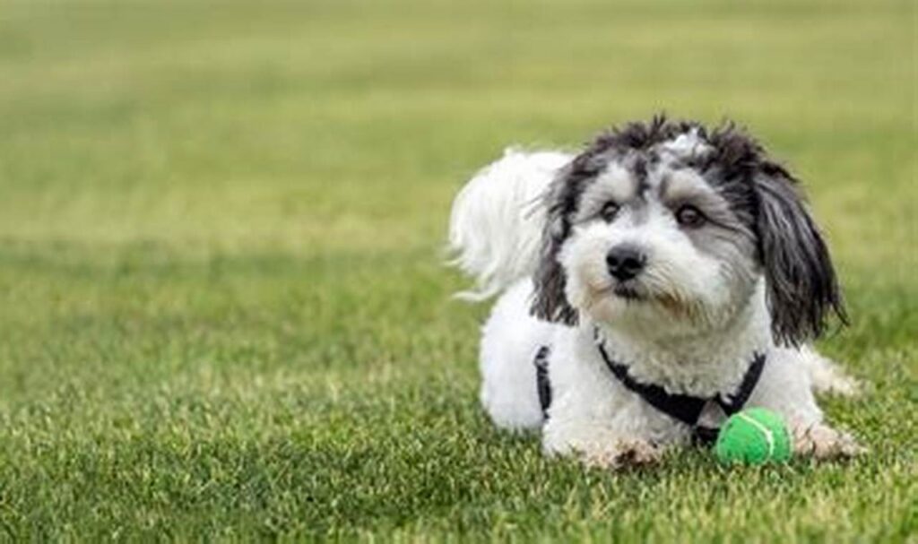 adopt a havanese