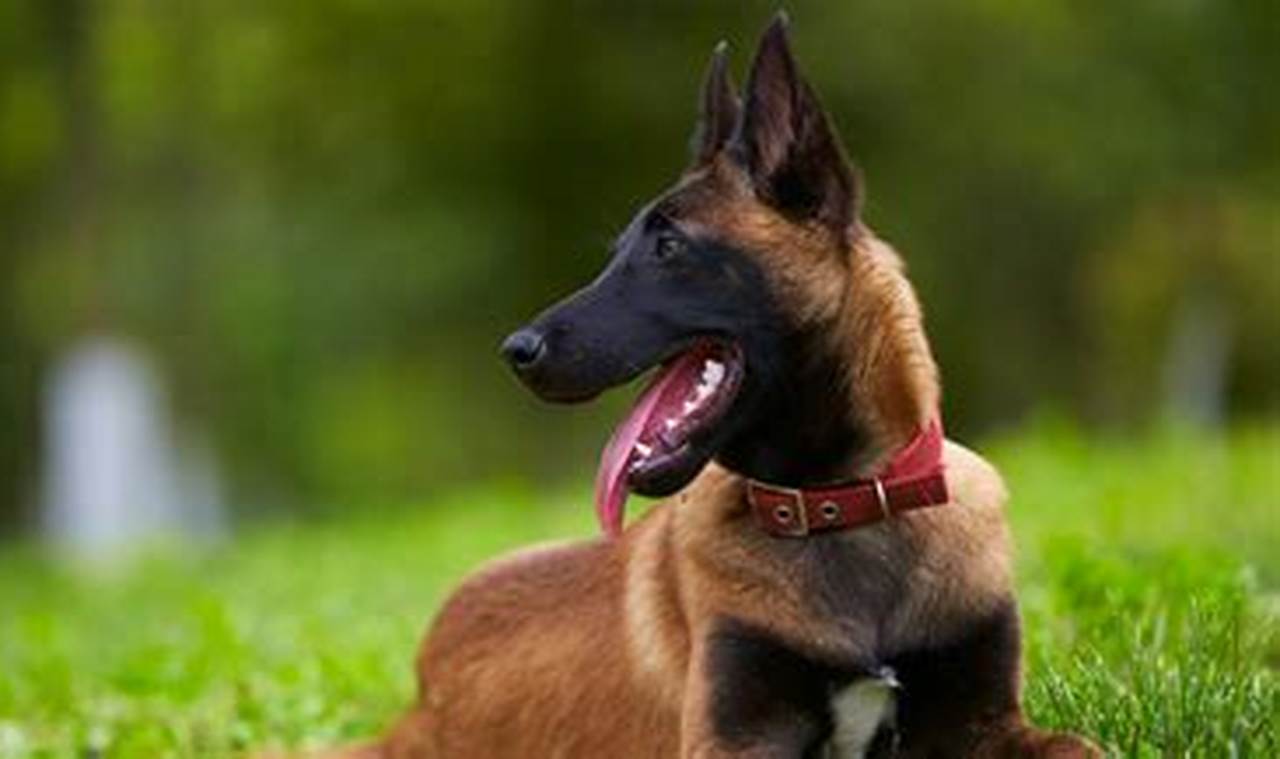 belgian malinois adoption