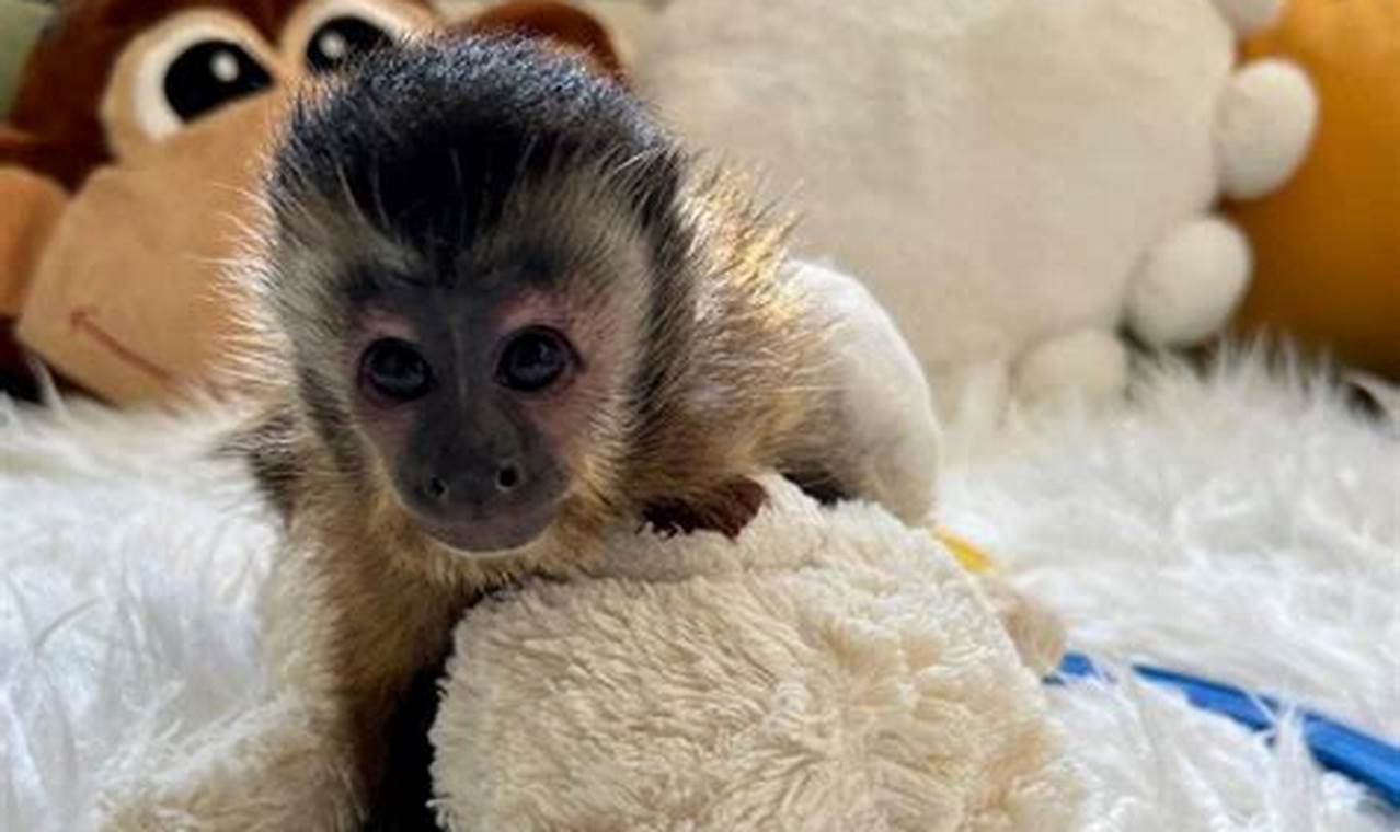 monkeys for adoption